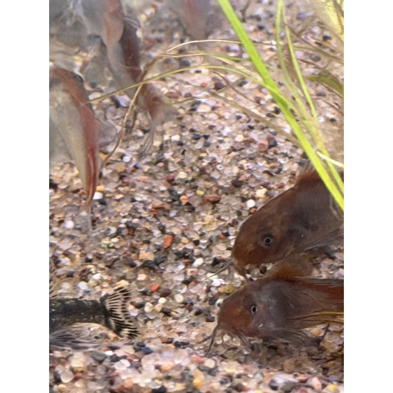 Fireball Corydoras group.