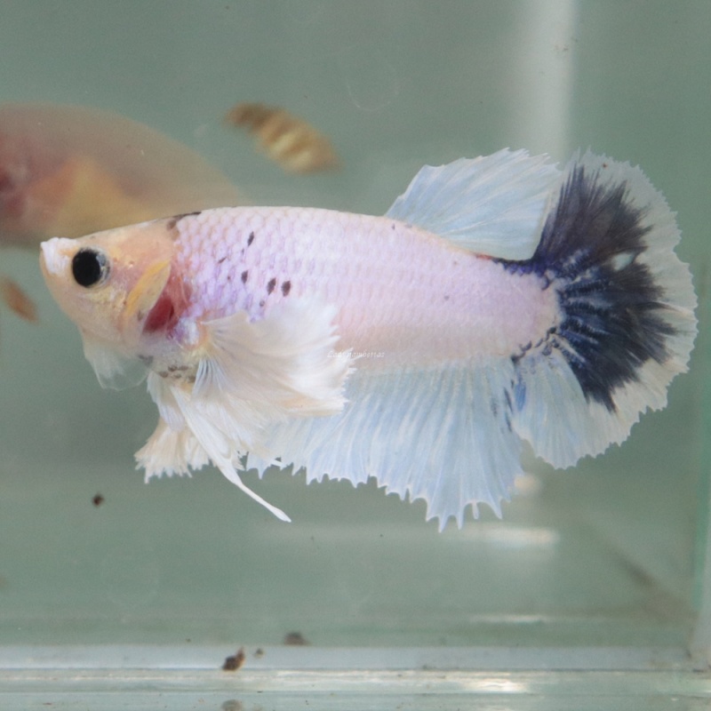 [Thailand] Blue White Dumbo (Female)