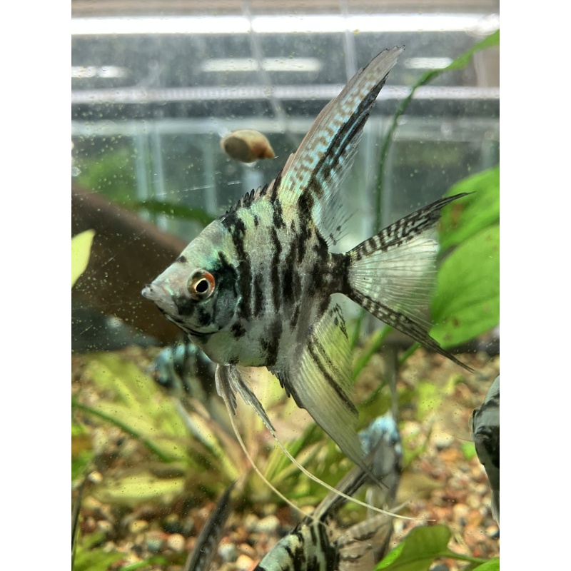 Philippine Blue Marble Angelfish
