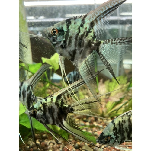 Philippine Blue Marble Angelfish