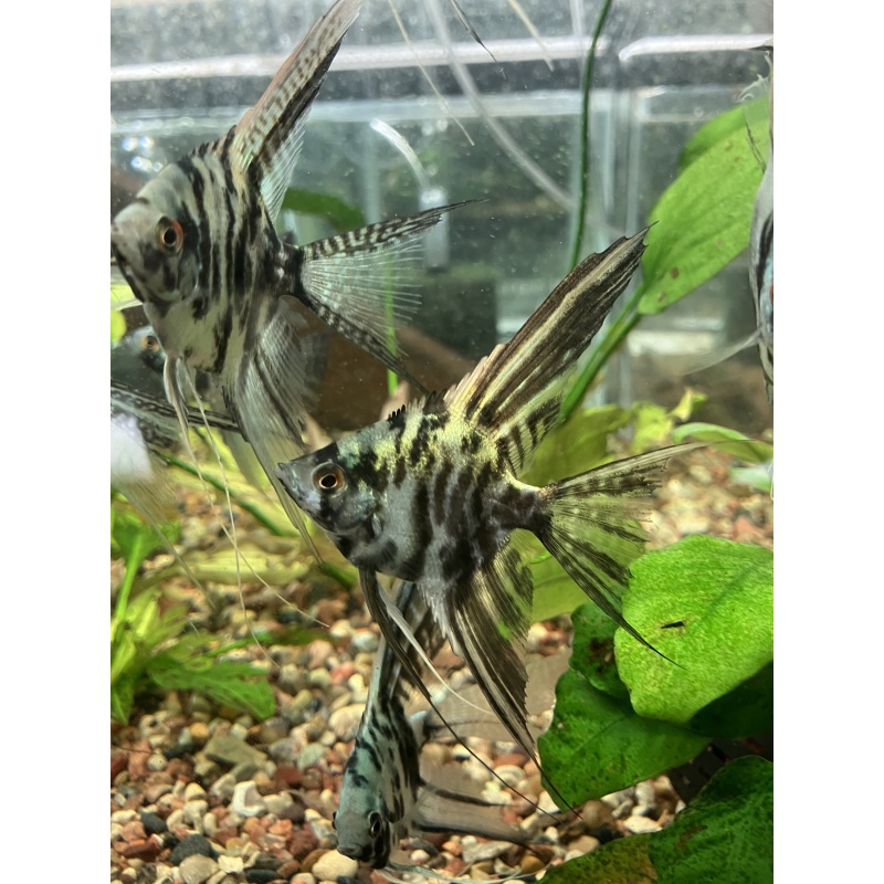 Philippine Blue Marble Angelfish