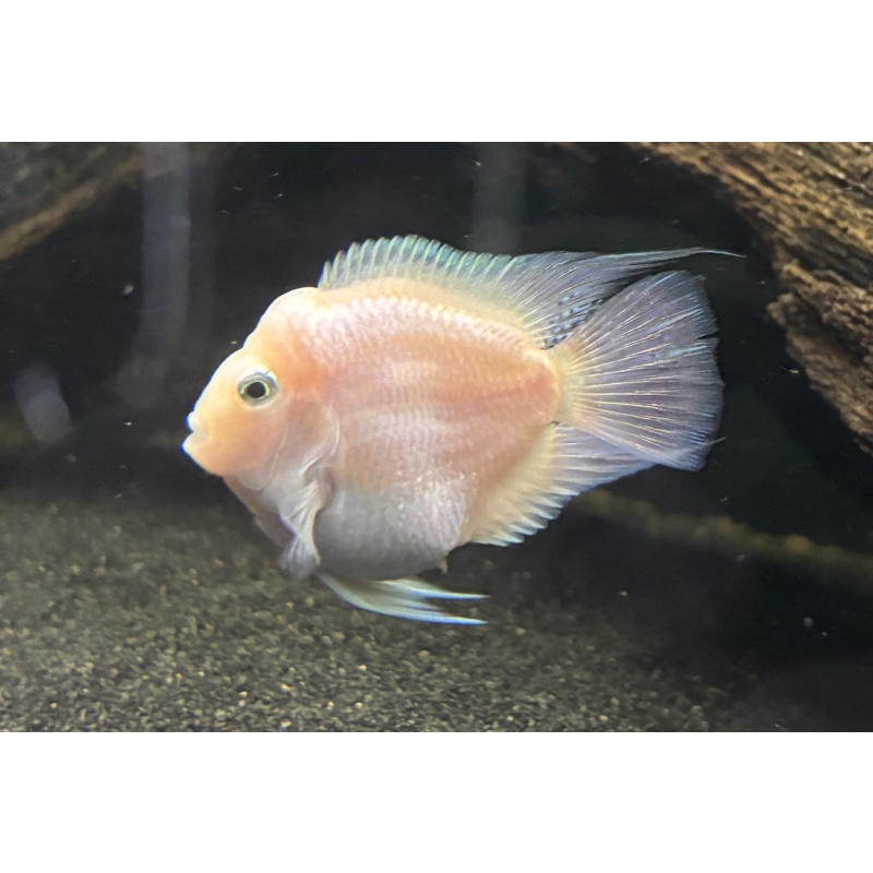 Platinum Parrot