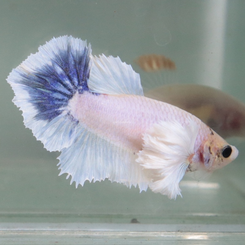 [Thailand] Blue White Dumbo (Female)