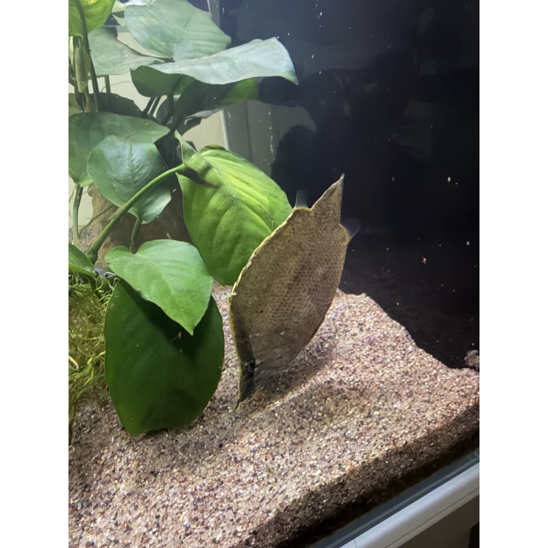 Rare South American Leaf Fish — Young Possible Pair