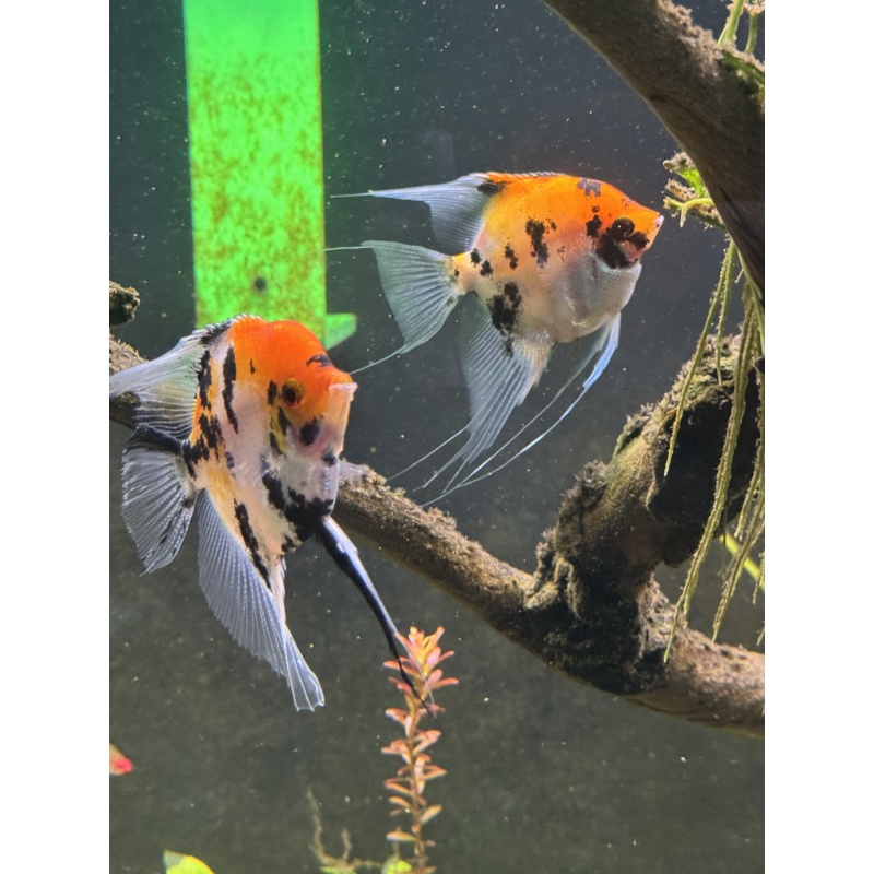 High Coverage Koi Angelfish
