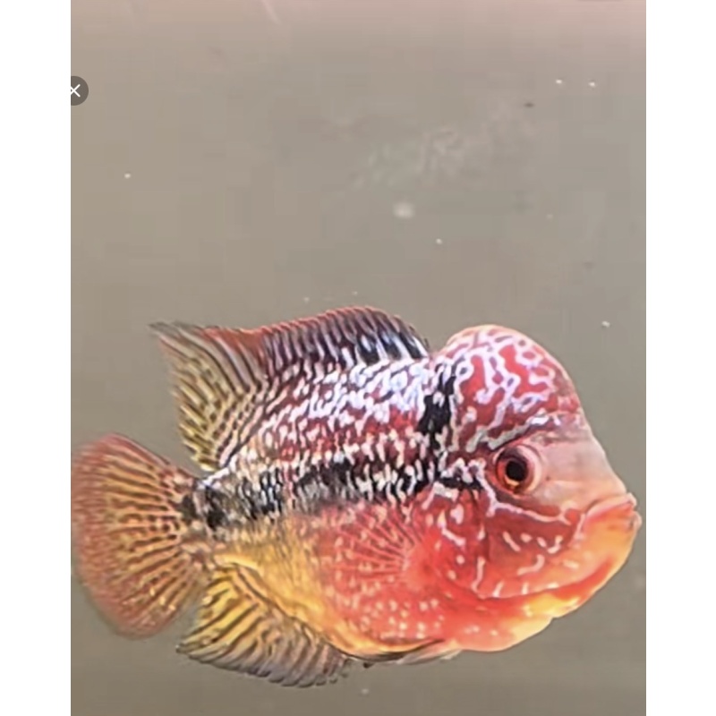 2 tone flowerhorn