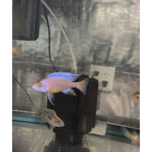 Albino ngara wysiwyg