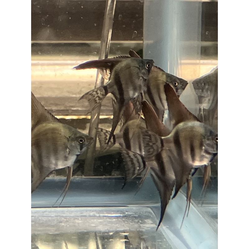 Pinoy Lace Veil Angelfish
