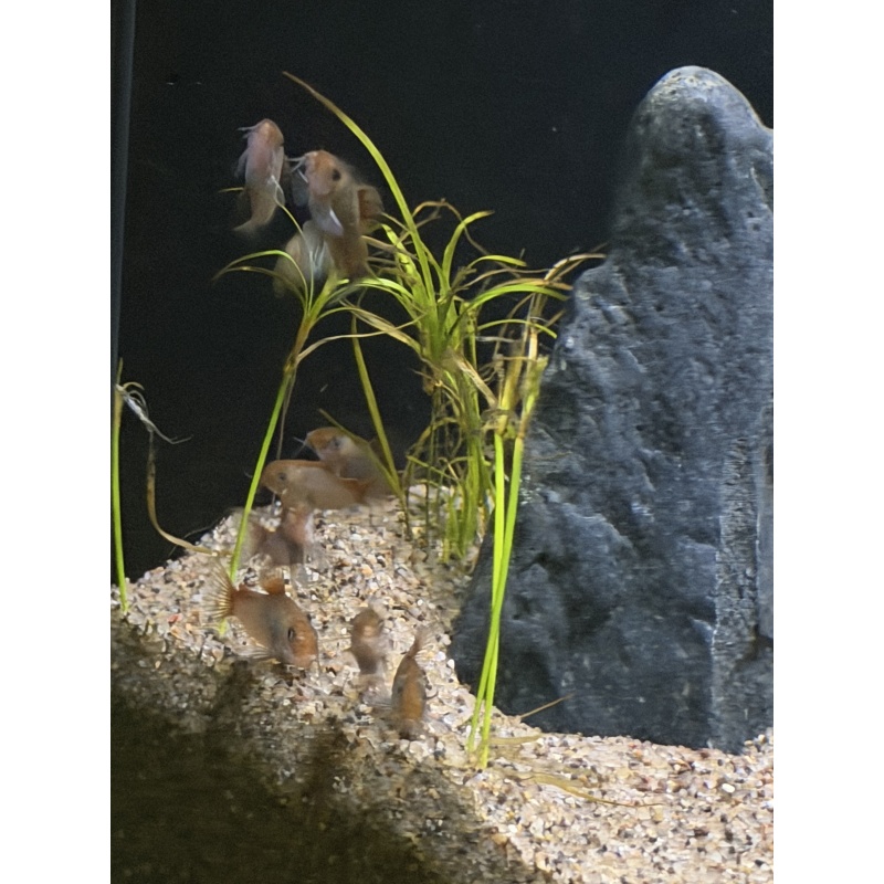 Fireball Corydoras group.