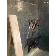 Proven pair of Pinoy Pearl Angelfish