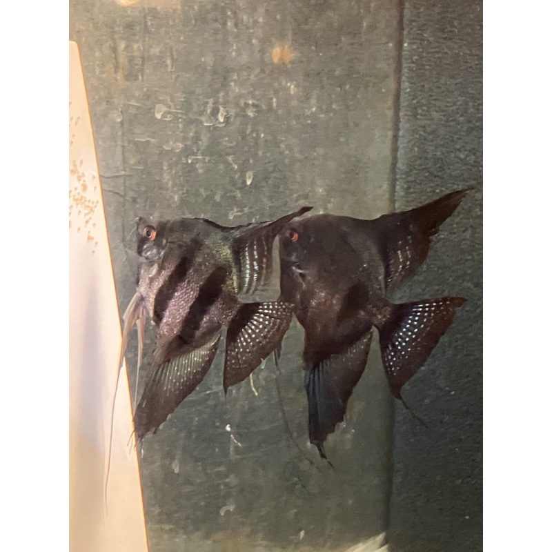 Proven pair of Pinoy Pearl Angelfish