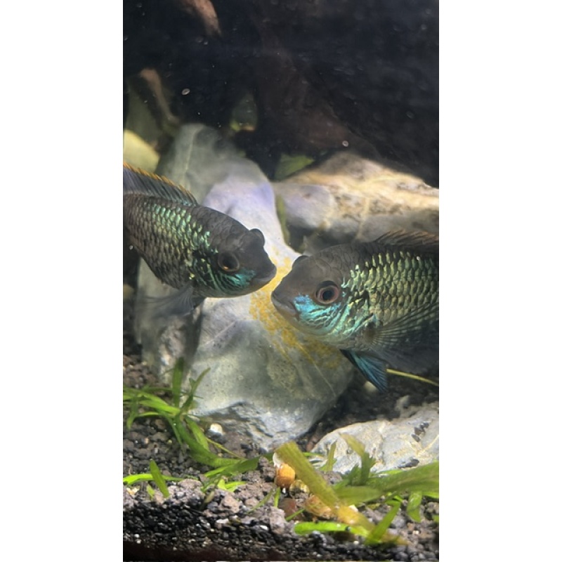 Group of 3 Adolescent Electric Blue Acaras