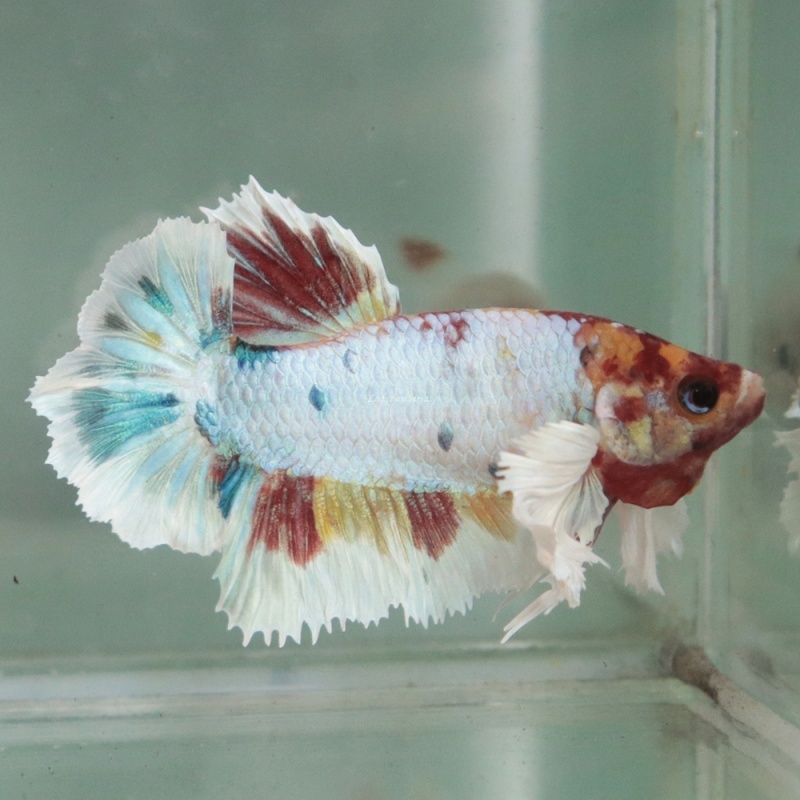 [Thailand] Candy Dumbo HM (Female)