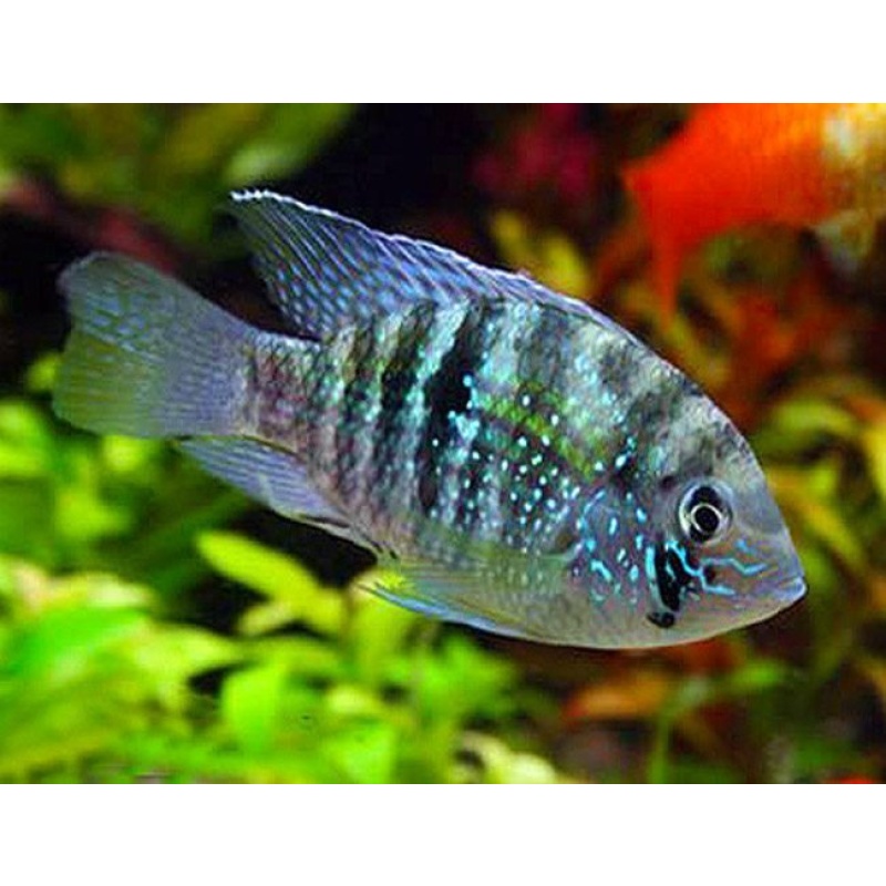 Blue Acara Cichlid