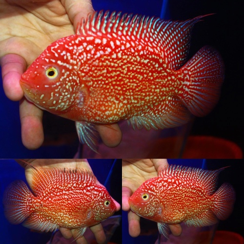 Proven female Super red texas hybrid size 5 inch