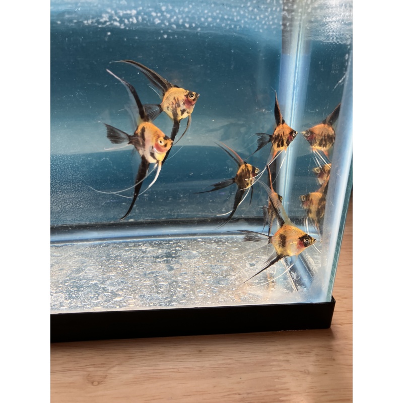 Koi Veil Angelfish