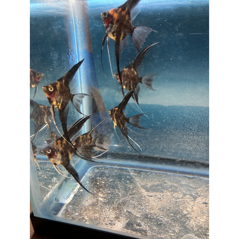 Orange marble blush veil angelfish