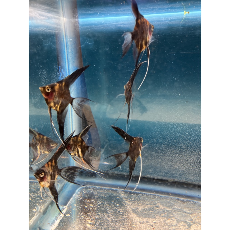 Orange marble blush veil angelfish