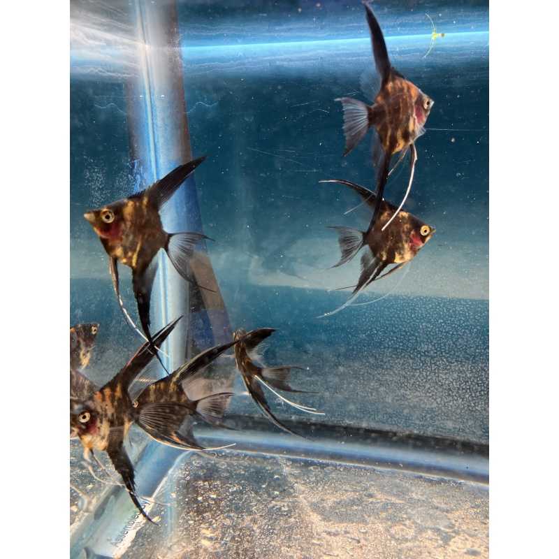Orange marble blush veil angelfish