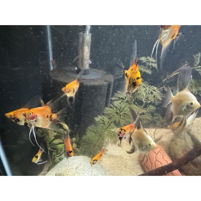 High Coverage Koi Angelfish