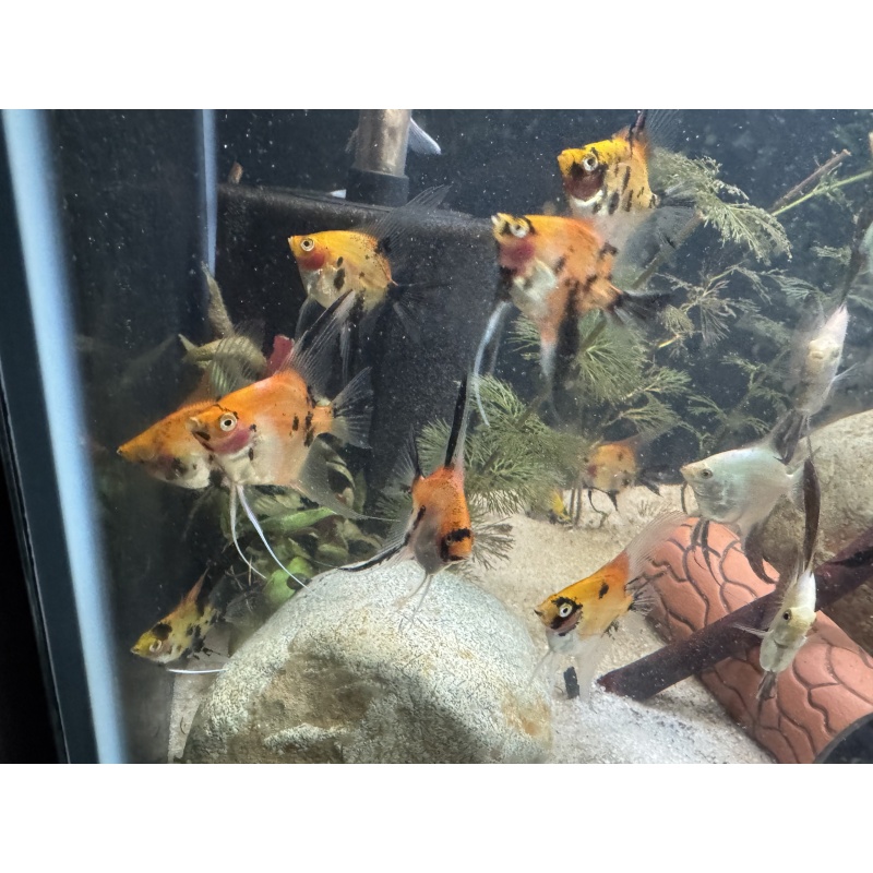 High Coverage Koi Angelfish