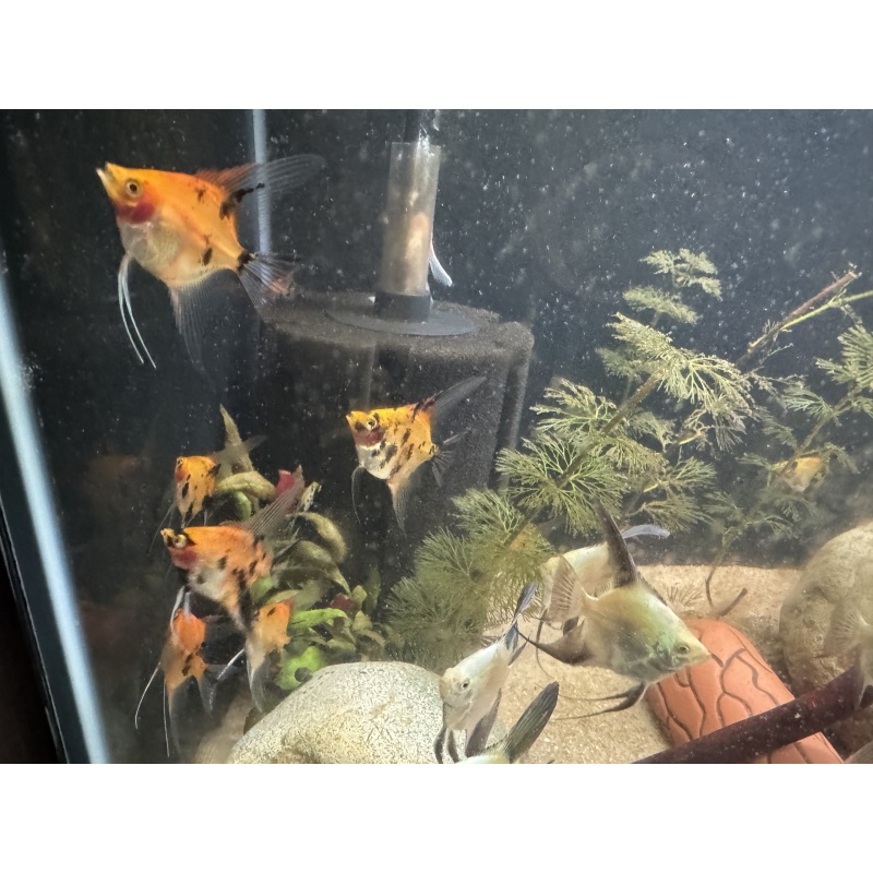 High Coverage Koi Angelfish