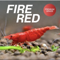 High Grade Fire Reds