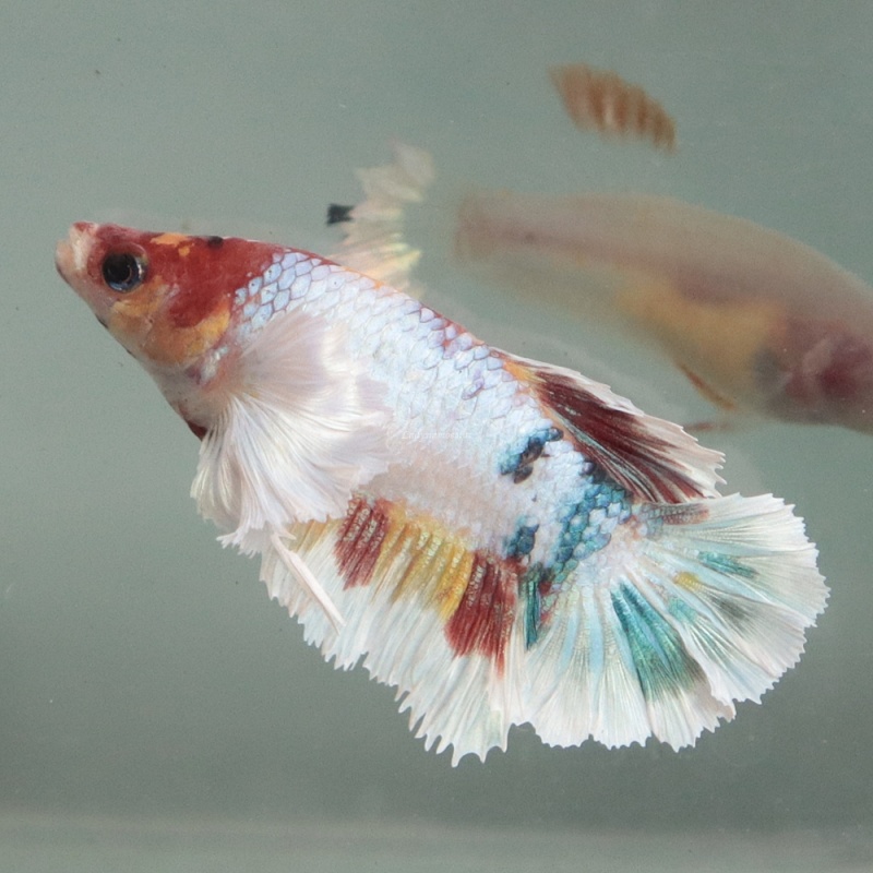 [Thailand] Candy Dumbo HM (Female)