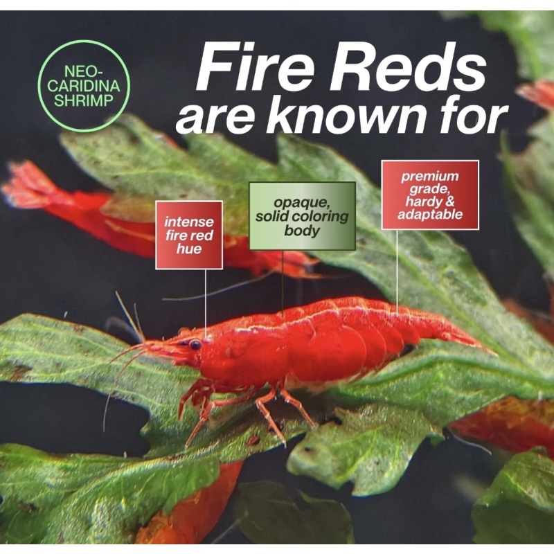 High Grade Fire Reds