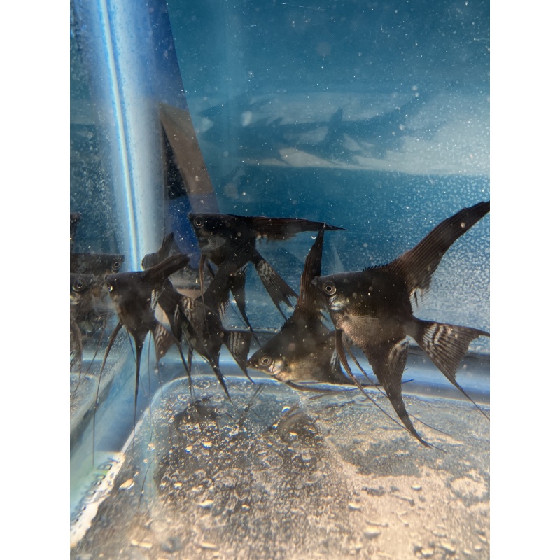 Black Veil Angelfish