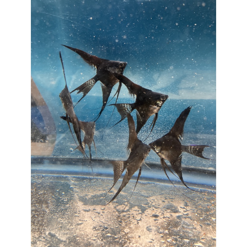 Black Veil Angelfish