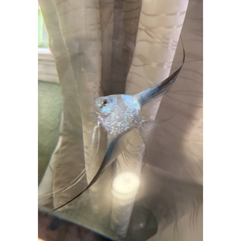 3 BLUE PARAIBA Q+
