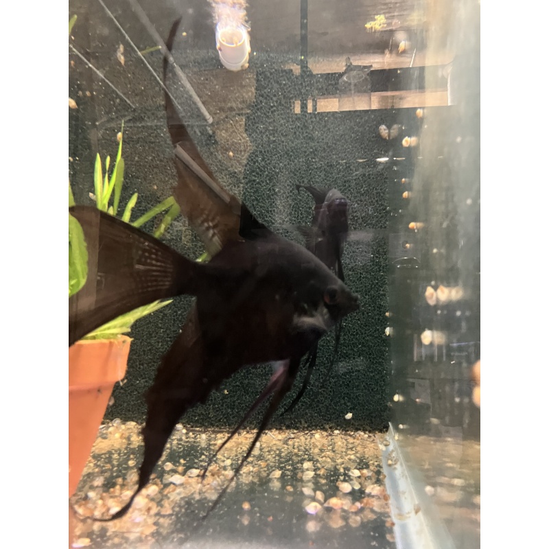 Black Veil Angelfish