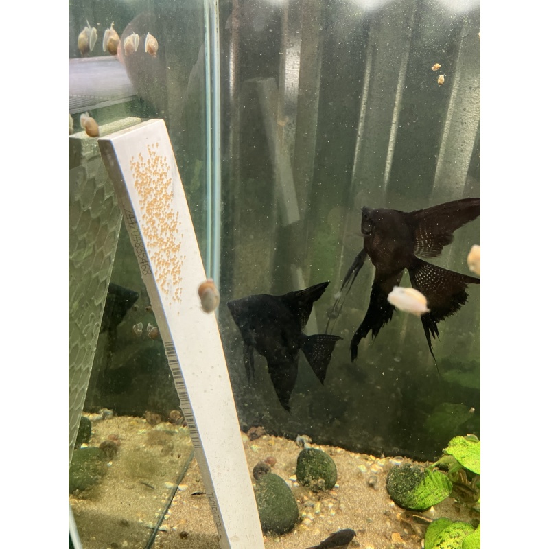 Black pearl scale angelfish proven pair