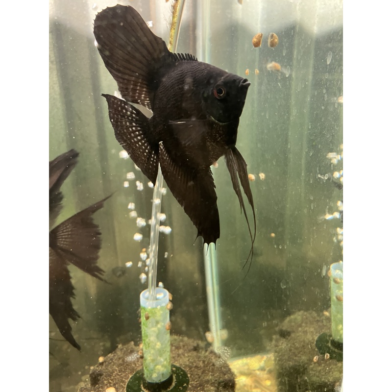 Black pearl scale angelfish proven pair