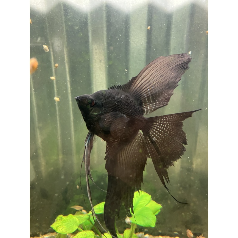 Black pearl scale angelfish proven pair