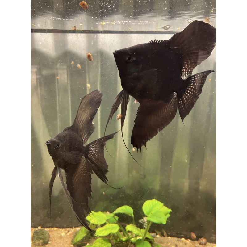 Black pearl scale angelfish proven pair