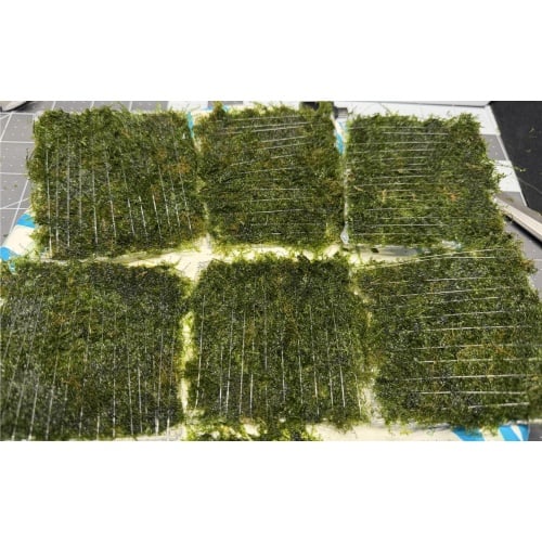 3x3 inch Taiwan Moss Mat (Taxiphyllum alternans)