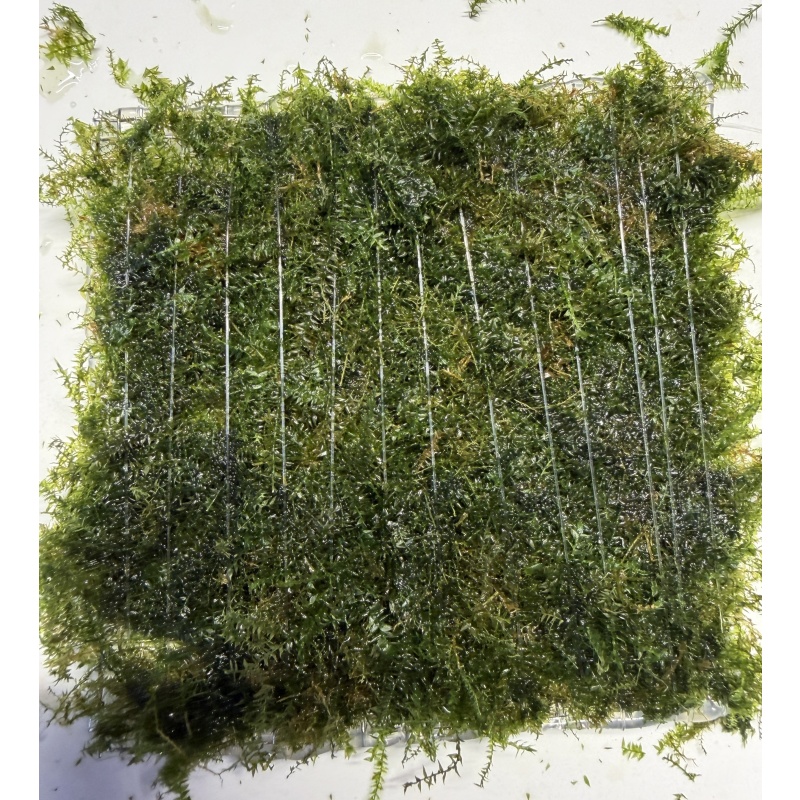 3x3 inch Taiwan Moss Mat (Taxiphyllum alternans)