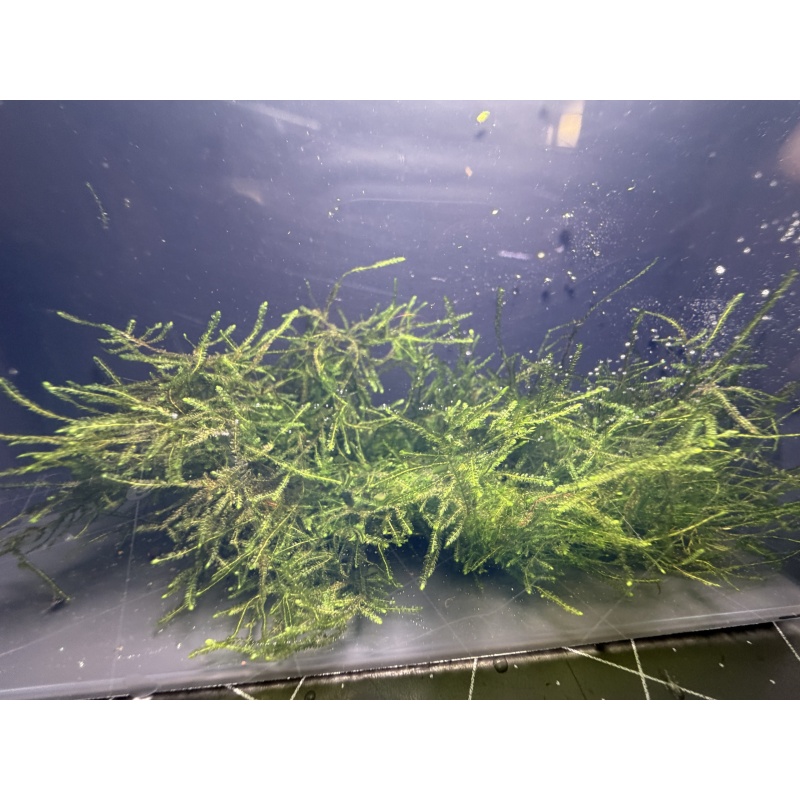 3x3 inch Taiwan Moss Mat (Taxiphyllum alternans)