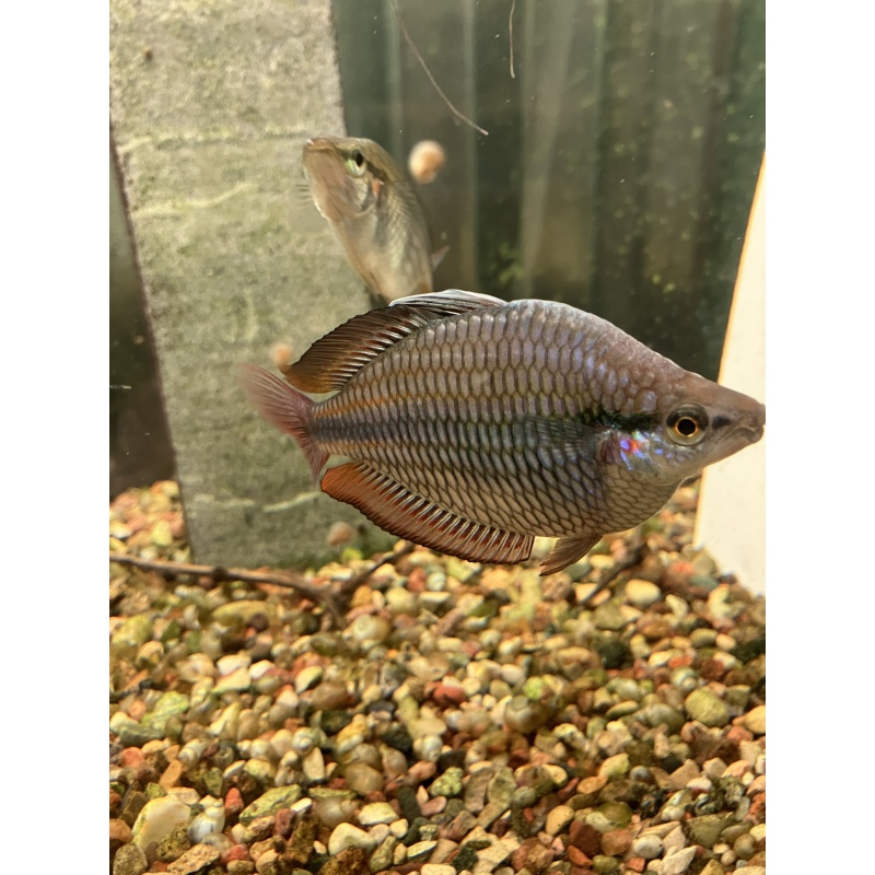 M. Trifasciata Cato River Rainbows