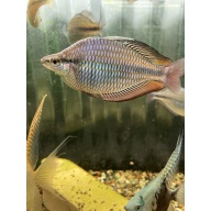 M. Trifasciata Cato River Rainbows