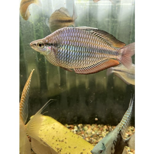 M. Trifasciata Cato River Rainbows