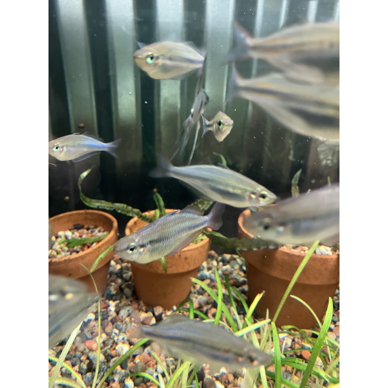 M. Trifasciata Cato River Rainbows