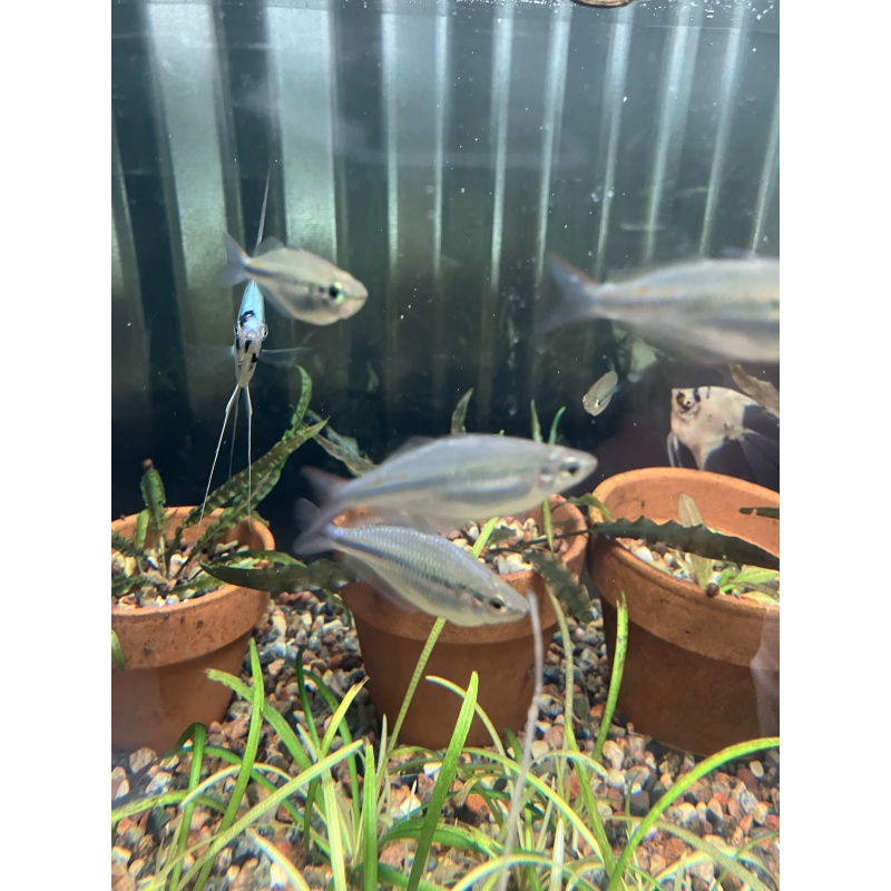M. Trifasciata Cato River Rainbows