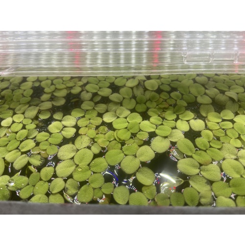 Salvinia Minima x30