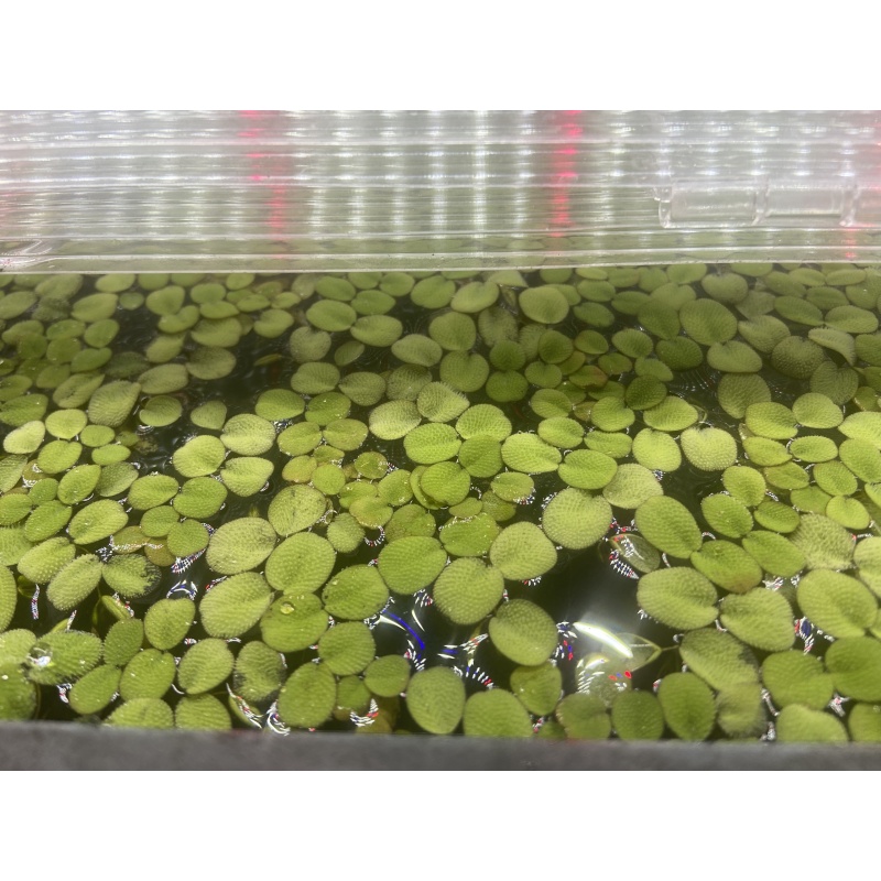 Salvinia Minima x30