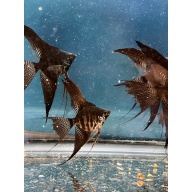 Dark zebra lace veil angelfish w/ free shipping