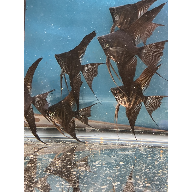 Dark zebra lace veil angelfish w/ free shipping