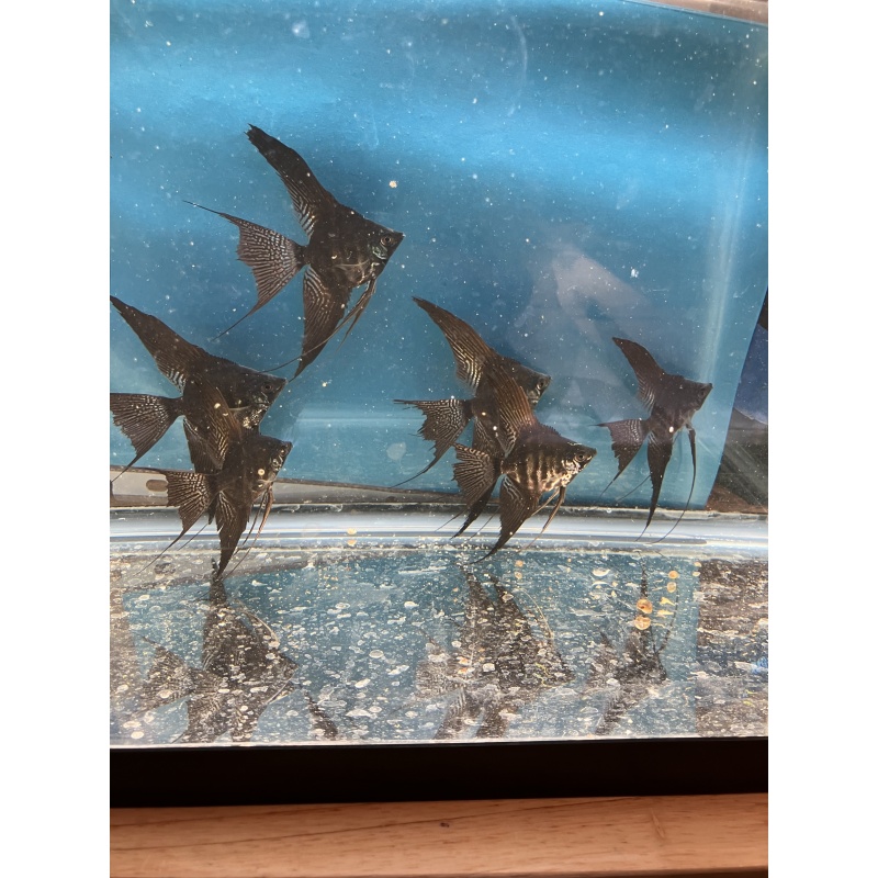 Dark zebra lace veil angelfish w/ free shipping